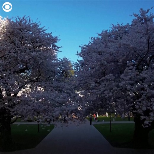 11K views · 123 reactions | FULL BLOOM: Visitors flocked to see the cherry blossoms in full bloom at the University of Washington campus in Seattle for the first day of spring. | WBZ / CBS News Boston | Facebook
