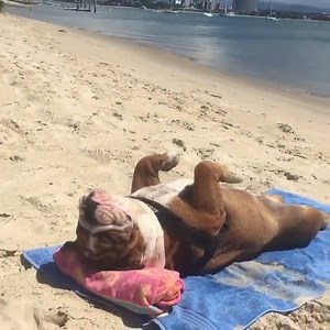 This bulldog loves the beach 😂🌞 | UNILAD