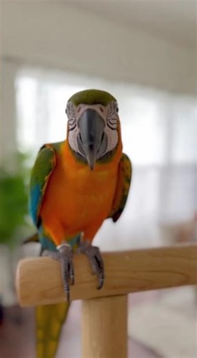 Parrot Says “HELLO” to the Camera – You Won’t Believe This Talking Bird! 🦜😱