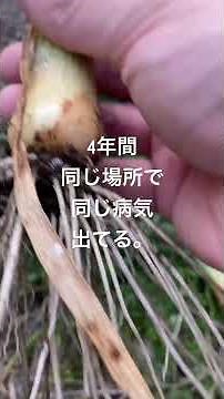 家庭菜園で場所が限られると詰む。 #家庭菜園 #家庭菜園日記 #玉ねぎ #ベト病#灰色カビ病