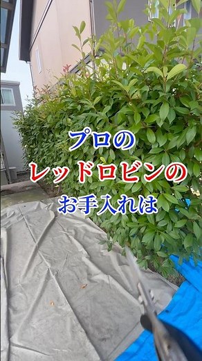 【レッドロビンの生垣】プロがオススメする剪定方法とは