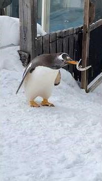 Myaku, a gentoo penguin, starts playing after receiving a fish at Otaru Aquarium.