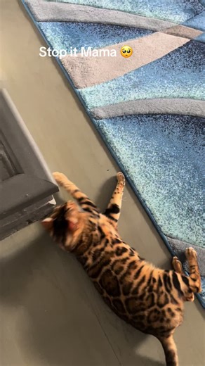 Energetic Bengal Cat Antics Captured on Video