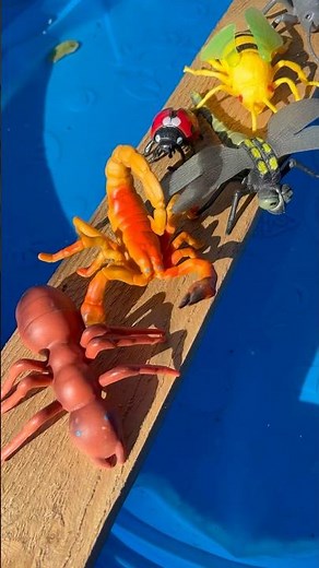 Bug Insects Names for Kids to Learn at the Pool: Scorpion 🦂 Ladybug 🐞 Dragonfly