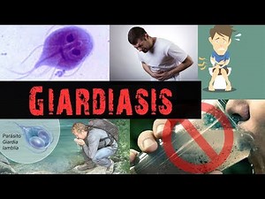 What is Giardiasis ? ( Giardia lamblia Infections )