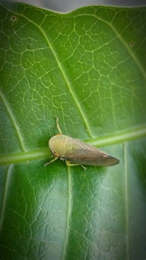 "Species of Leafhopper" -video captured using a smartphone 75mm Macro Lens #fypシ゚viral #fypシ゚ #fbviralpost #fbviral #mobilephotographyph #biology #entomology #ecosystem #everyone #insects #macro #macroworld #highlights #macrophotography #reelsfypシ #reelsvideo #reelsfbシ #reelsfb #reels2025 #naturelovers #naturelife #reelsviral #reelsfypシ゚ #insects_of_our_world #insectsvideo #macrovideo #videooftheday #leafhopper #Hopper | Mahiyaing Potograpo