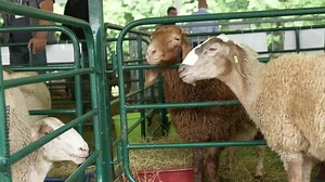 Breeds of sheep chewing cud in pens at National festival for sheep breeders Bulgaria