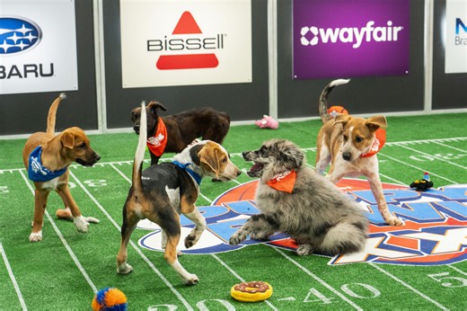 Pup Bowl IX: Pawtriots vs. Seahounds in Mt. Pleasant Towne Center
