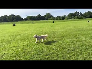 Video Reference Dog Gaits: Mechanics and Transitioning from Gallop to Trot - great study #animation