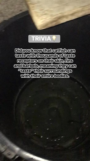 Something Fishy on Reels