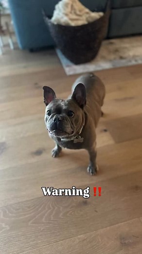 Georgia, sweet Georgia! 🍑 This little peach has officially hit the adoption market and she’s ready to treat her forever family to endless cuddles, neighborhood strolls, and adorable play sessions (candy corn stuffies included). Georgia is a resilient girl who’s overcome a few medical hurdles and still believes life is sweet! She needs a family familiar with common Frenchie health needs and ready to smother her in love. If you think you’re the one she’ll have Georgia-on-her-mind… apply now! Lear