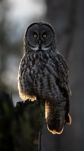 Let’s talk about ethical wildlife viewing. What does that actually mean? It might look like I’m too close to this owl, but here’s the thing: I stayed in one spot all day, and the owl chose to hunt right in front of me. I didn’t move because owls rely heavily on sound to hunt. Getting up and shifting around would have made way more noise than staying still and trust me, I’m a lot louder than a vole or mouse. While I watched, the owl successfully caught three voles that evening. That’s always my b