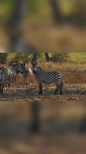 75 yards and still a pass through… but the most impressive part is the hemorrhaging effects from the world’s Sharpest blades. No other broadhead comes close to our sharpness and we’re proud of that! #education #broadhead #beastbroadheads | Beast Broadheads