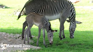 11K views · 650 reactions | That’s what we call go faster stripes! Our little Grevy’s zebra foal is giving mum Nafeesa the run around as they venture out into Wild Explorers for the first time together. | Marwell Wildlife | Facebook