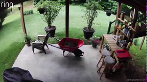 9.4K views · 157 reactions | Check out this video of a black bear going on a morning stroll through a Jonesborough viewer's yard! Read what the TWRA told News Channel 11 about the recent increase in bear sightings: https://trib.al/c7klCCT Video courtesy of Richard and Terry Stephens | WJHL | Facebook