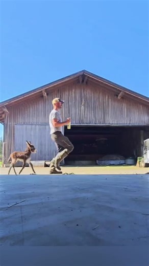 Adorable Little Donkey Captivates Hearts