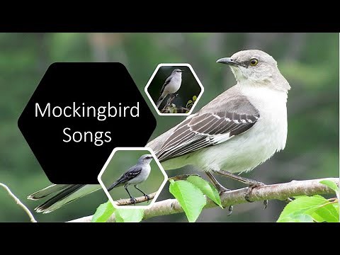 AMAZING Variety of Mockingbird Songs, Calls, and Tweets | ASMR