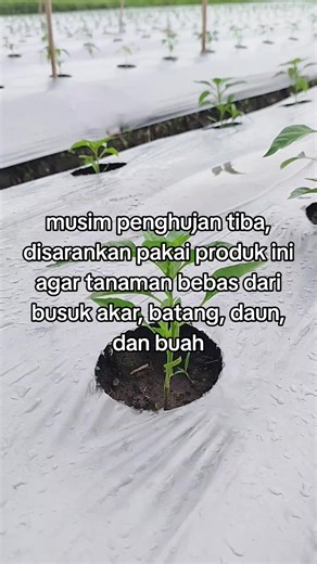 Trichoderma: Solusi untuk Tanaman Sehat di Musim Penghujan