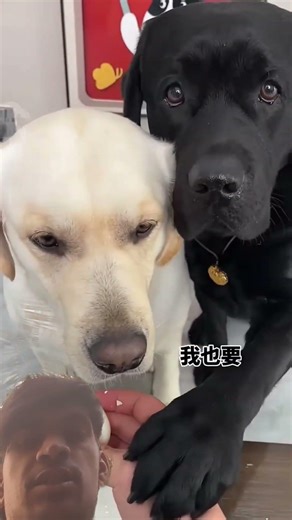 i am sed dogs 😭#shorts #shortvideo #shortsfeed #puppy #viral