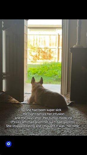 Dixie & Winky on Instagram: "Update on my 14 year old baby, Dixie Jane. She is such a fighter. I could not be more proud or grateful. The Zoledronate Infusion is not a cure, but it has made my girl feel soooo much better. #LifeWithDixieJane #dogsofinstagram #cancer #veterinarymedicine"