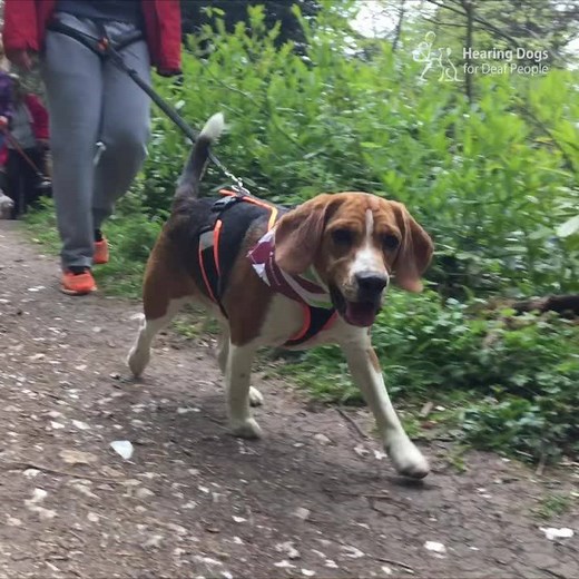 Join the Great British Dog Walk at Bodiam Castle on Sunday 15 March, and change a deaf person's life 🐶🐾 - Lots of cute dogs and friendly people - Walk raising money to train more hearing dogs - Free dog bandana with every adult ticket - Beautiful location, perfect for a fun dog walk | Hearing Dogs for Deaf People