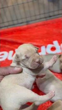 A closer look at the McNabb’s Canelo pups. 8 for 8‼️ Can’t wait to see their Eyes 🔥🔥🔥🎰