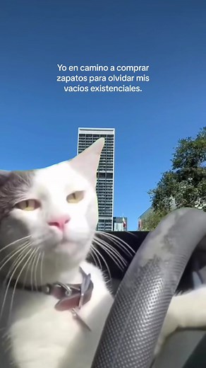 Gato Manejando: Memes Divertidos de Mascotas
