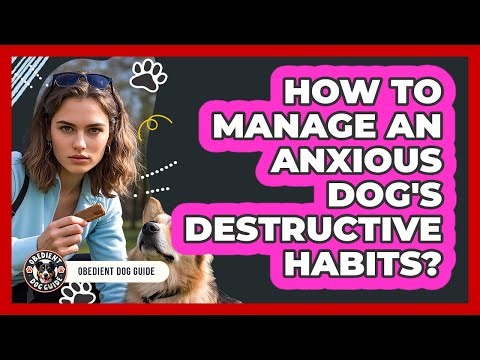 How To Manage An Anxious Dog's Destructive Habits?