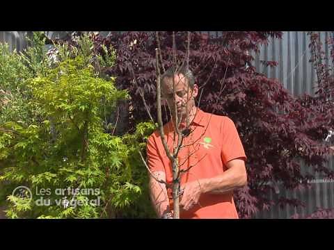 How to prune your lagerstroemia (Indian lilac) for generous flowering? 🌸✂️