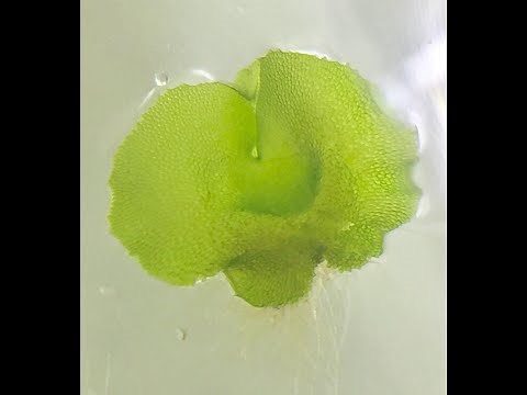 Plant Tissue Culture - Fern spores tissue culture (Bird's nest fern)