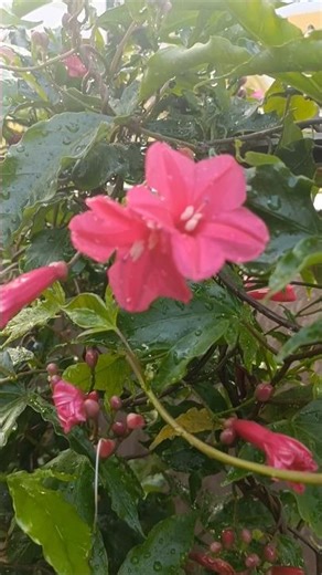 Cardinal creeper💖Ipomea💖 #love #nature #shortsviral #shorts