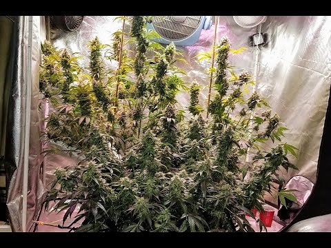 Sour Skunk X OG Kush Auto Update 6.5 Weeks Into Flower # Mars Hydro