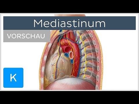 Mediastinum - Überblick (Vorschau) | Kenhub