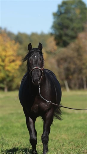 Neil's 50 years of experience breeding performance horses comes together in 𝗟𝗶𝗾𝘂𝗼𝗿𝗶𝗰𝗲, our up-and-coming stallion. His books are open and we will be offering an early breeding fee of $1,000 now until January 1, 2026 - contact Sharra at 204.720.4880 for more info! 🎥 Rein Equine Marketing #thunderbirdhorsecenter #AQHA | Thunderbird Horse Center