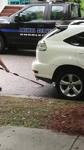43M views · 9.6K reactions | WAIT FOR IT! A viewer on Daniel Island shared this video of an uninvited guest captured beneath her car.  | Live 5 News | Facebook
