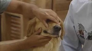 Full House Funny Clip - Comet does Elvis and Stevie Wonder impressions