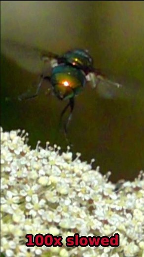 This Iridescent Fly is Absolutely Mesmerizing #insects #slowmo