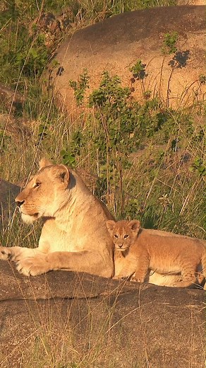 Welcome to untamed Africa! Tanzania's Southern Circuit has all the remoteness you could ask for. It's an uncrowded, unspoilt and unhurried safari experience that you'll be hard-pressed to experience elsewhere. Enjoy the top destinations of Ruaha, Katavi and Nyerere before rounding the trip off with 5 days at an exclusive tropical island paradise. | Wild Wings Safaris