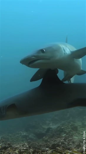 Galápagos: protecting the blue heart of our planet 🌊🐢