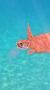 Happy World Sea Turtle Day! 🐢 🌊 Today we’re celebrating one of the ocean’s most majestic creatures who’ve been gracefully gliding through our waters for over 100 million years. From Bonaire to Aruba, from St. Maarten to St. Croix, and Barbados too, spotting a sea turtle is always a magical moment. ✨ Here’s why we love them (and why protecting them matters): 🐢 There are 7 species of sea turtles and 6 call the Caribbean home. 🧭 Some migrate thousands of miles between nesting and feeding ground