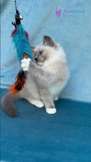 Adopt Nox: The Gentle Blue Mitted Ragdoll Kitten 💙 Trustworthy & Loving! #Ragdoll