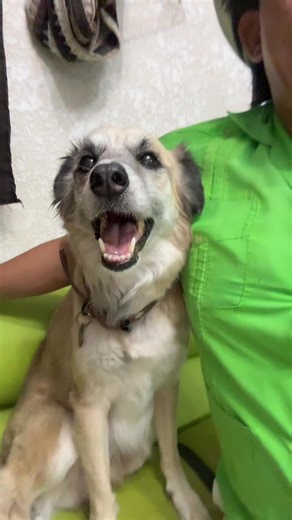 5.1K views · 96 reactions | No tenemos nada que hacer 來#maxcut #perrijos #flaco #humor | Maxcut Mas Verde Que Nunca | Facebook