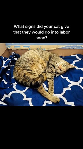 Signs of Cat Labor: Understanding Your Feline Friend's Behavior