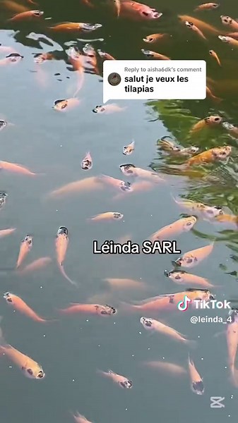 Élevage de Tilapia Rouge au Cameroun