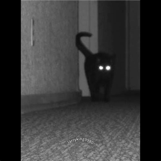 #لاري قص المتابعين