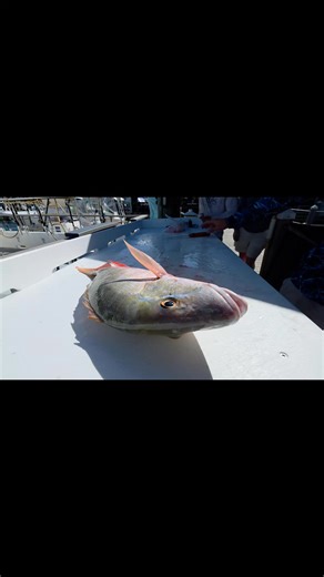 3.8K views · 156 reactions | THE FILET TABLE AT A&B MARINA IN KEY WEST..... #KEYWESTCHARTERBOAT #KEYWESTLIGHTTACKLEBOAT A & B Marina | FishMonster Key West | Facebook