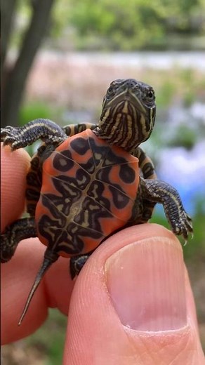 The Turtle That Looks Painted Red and Yellow - Chrysemys picta