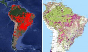 The Amazon Forest Vs  India: A Comparison Of Size  Forest Cover  And Species Diversity