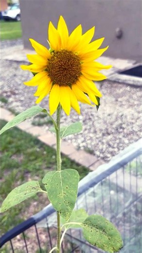 Sunflowers are this easy to grow! 🌻