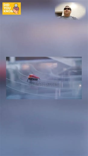 Did You Know? Robo-Insects Fly Like Real Dragonflies 🤖